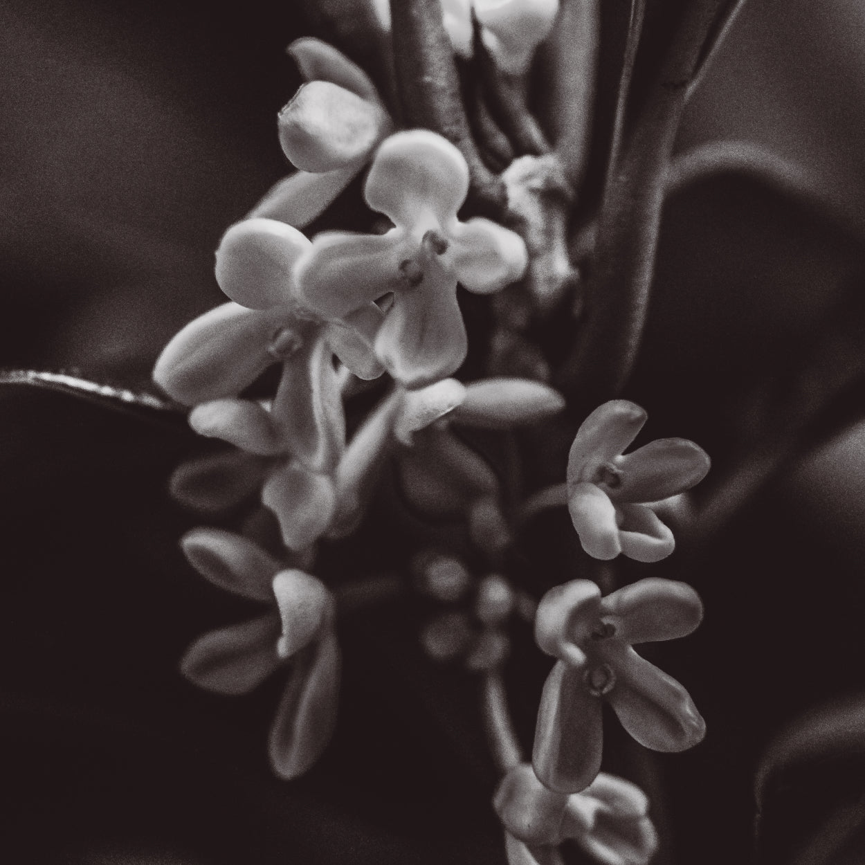 Uzumaki Incense - Kinmokusei