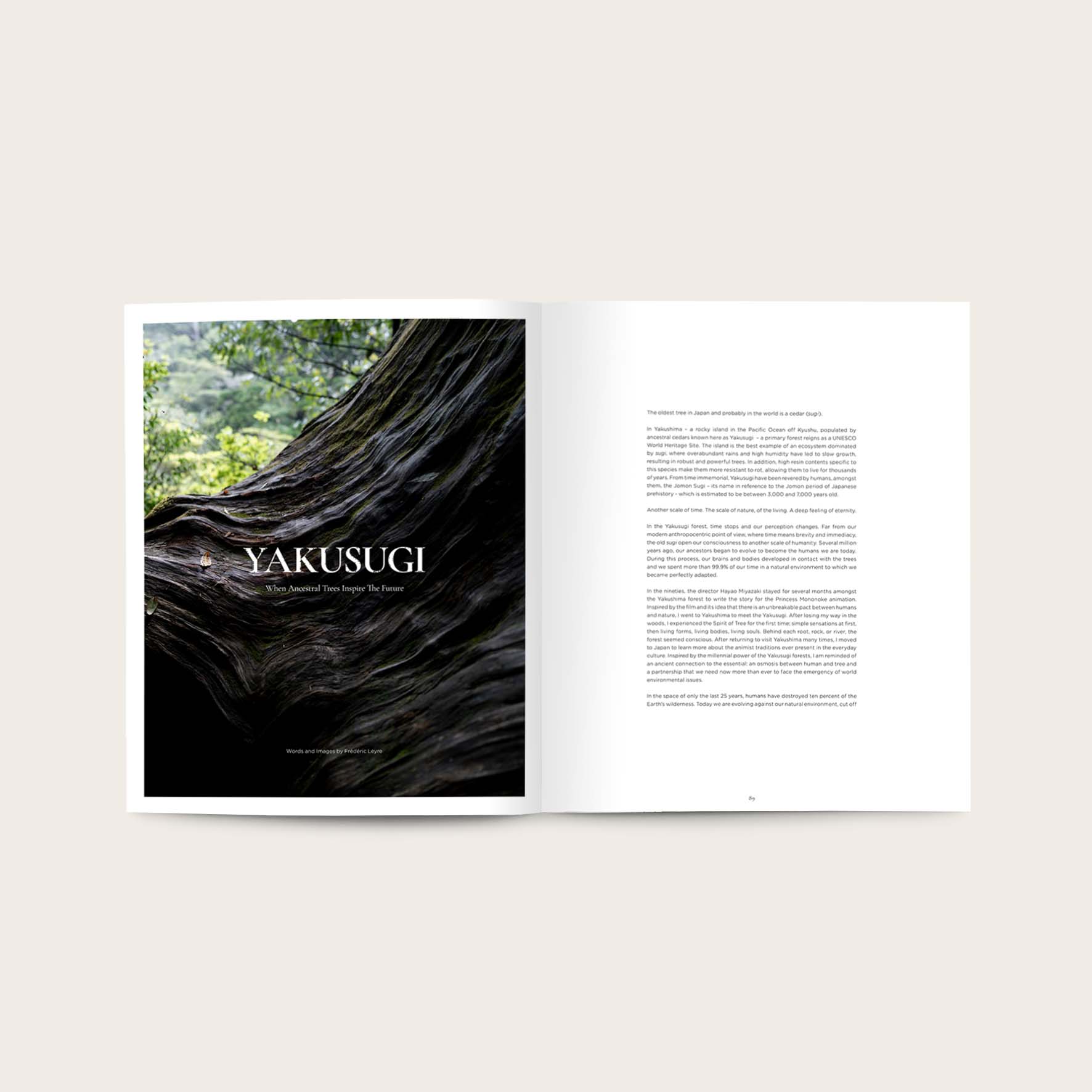 Storied #3 - The Cedar Issue