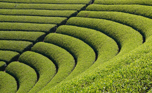 Tea-picking in the Birthplace of Matcha