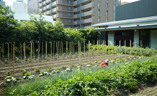 A Rooftop Farm in Kyoto City Center
