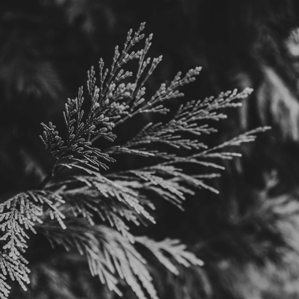 Leaf Incense - Hinoki