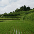 Warazaiku - Heiwa-musubi